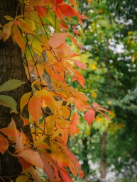 Harnessing NYC’s Natural Areas: Boosting Health by Connecting More New Yorkers to the City’s Forests and Wetlands