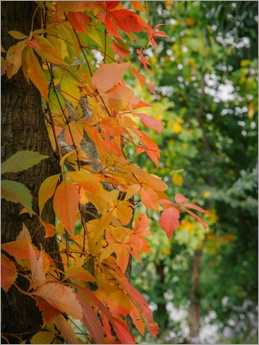 Harnessing NYC’s Natural Areas: Boosting Health by Connecting More New Yorkers to the City’s Forests and Wetlands